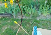 1000023105